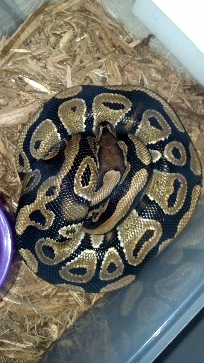 Fire Male