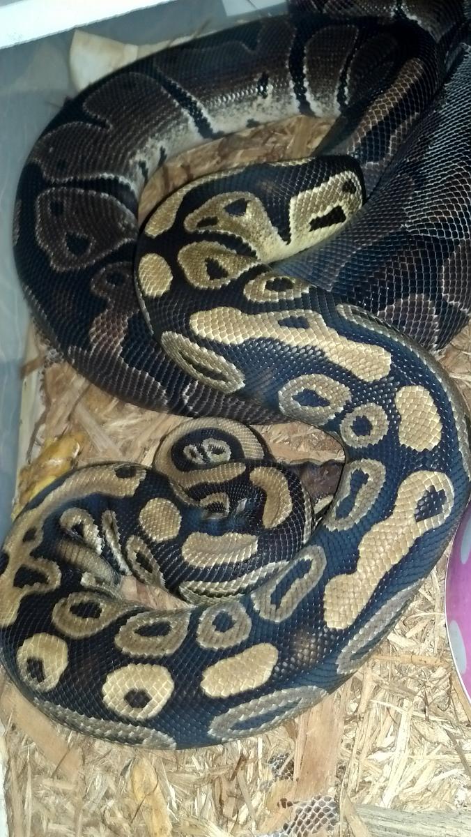 Fire Male