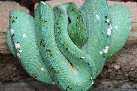 Blueline Chondros