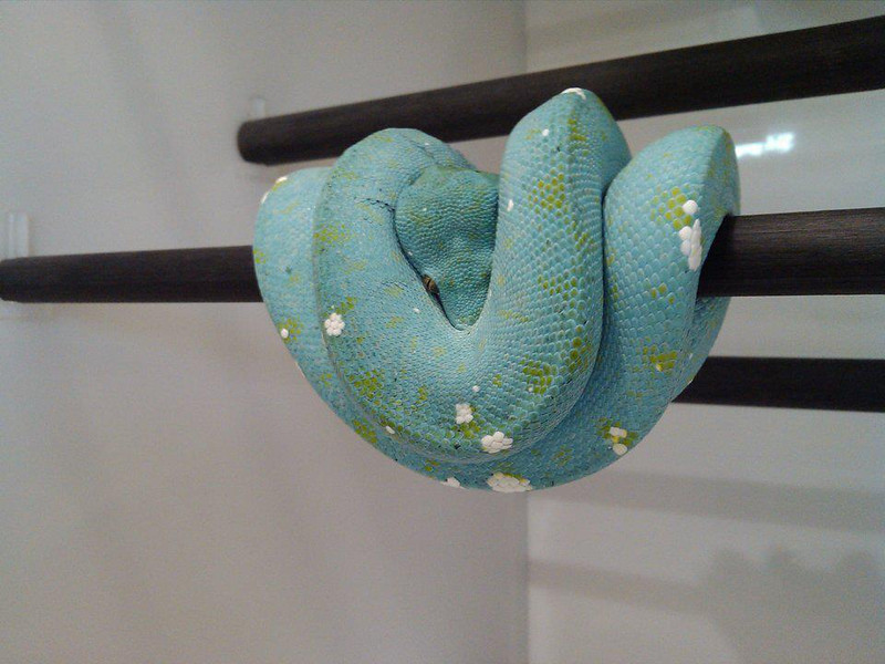 Blueline Chondros