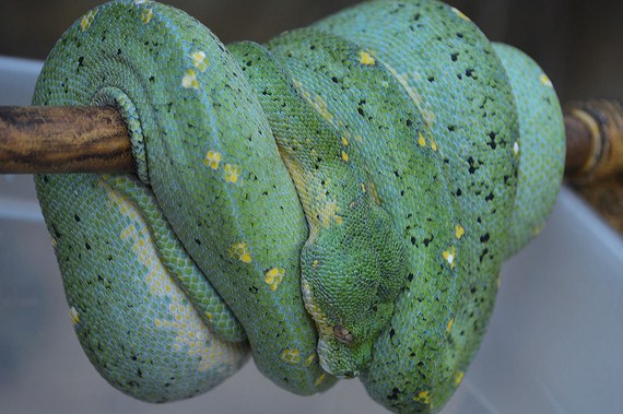 Blueline Chondros