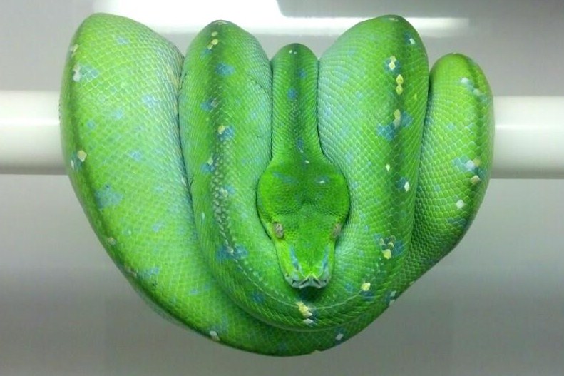 Chondros