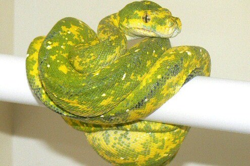 Chondros