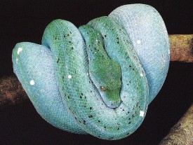 Blueline chondros