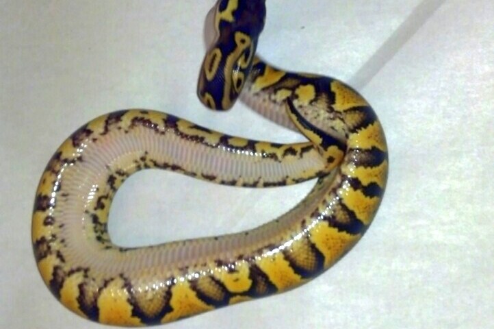 FOR SALE