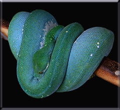 Blueline chondros