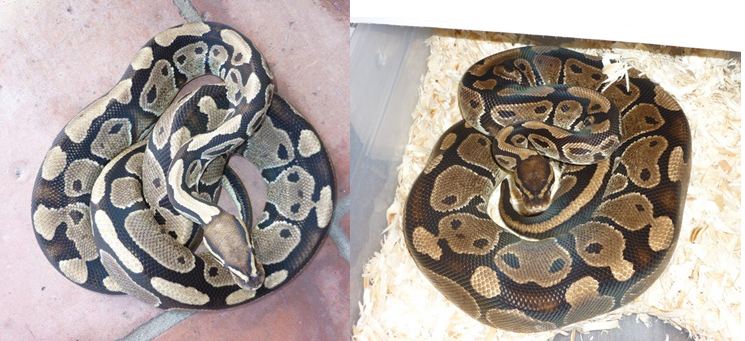 before and after