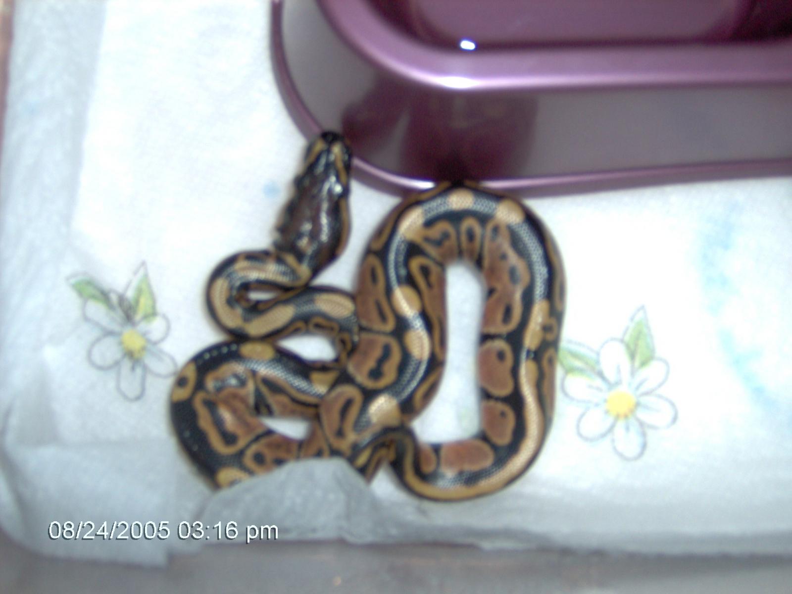 BabyBP007