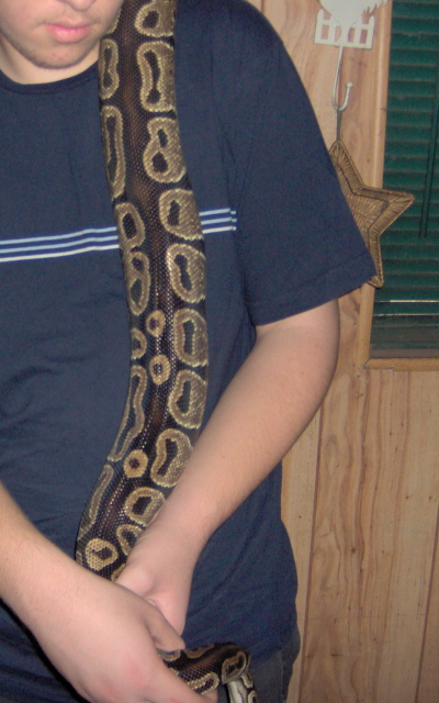 A few of my snakes.