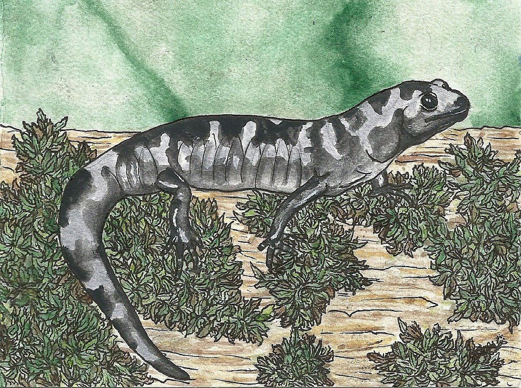 Marbled Salamander