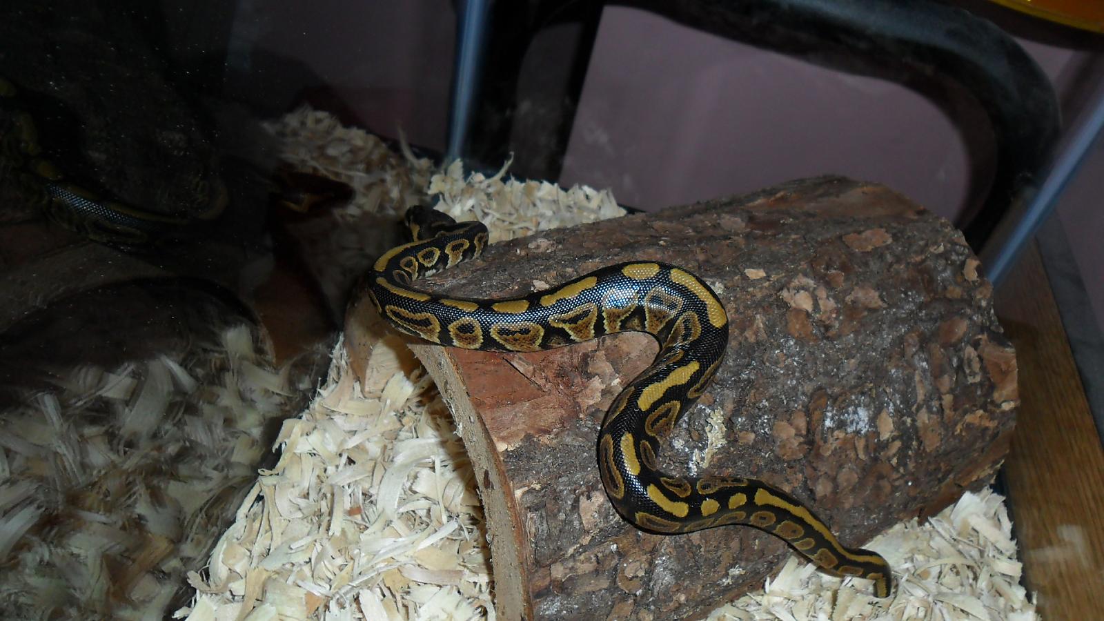 My newest snake Kira