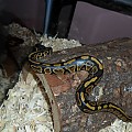 My newest snake Kira