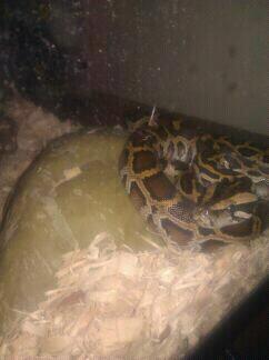 newest we call him Burmie lol
