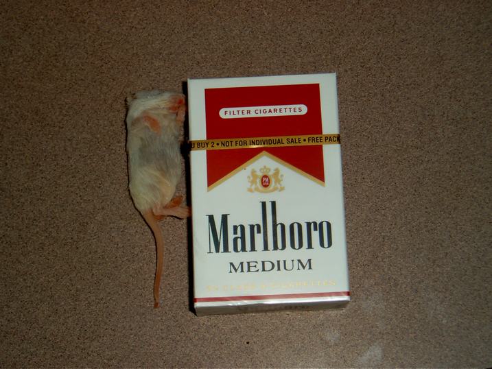 mouse size