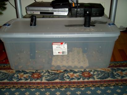 Cricket cage