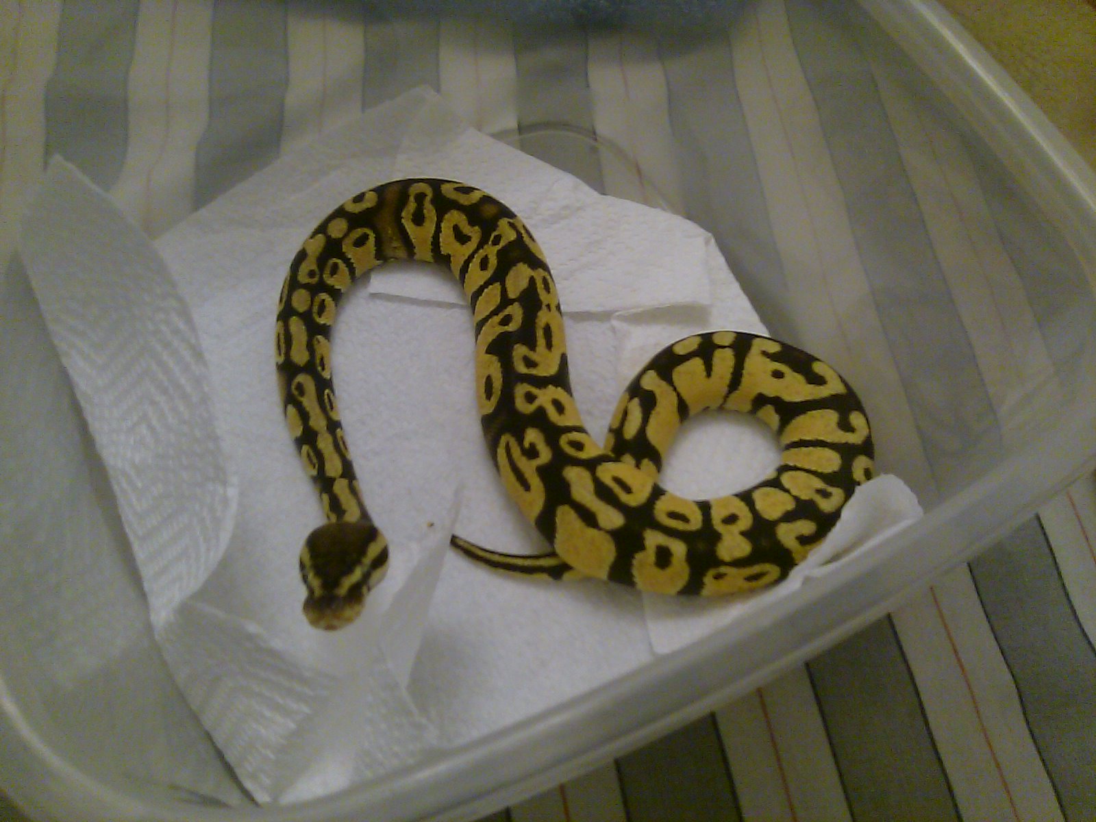 My first Snake
