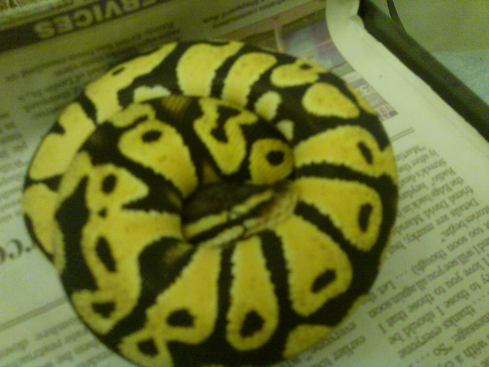 My first Snake