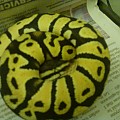 My first Snake