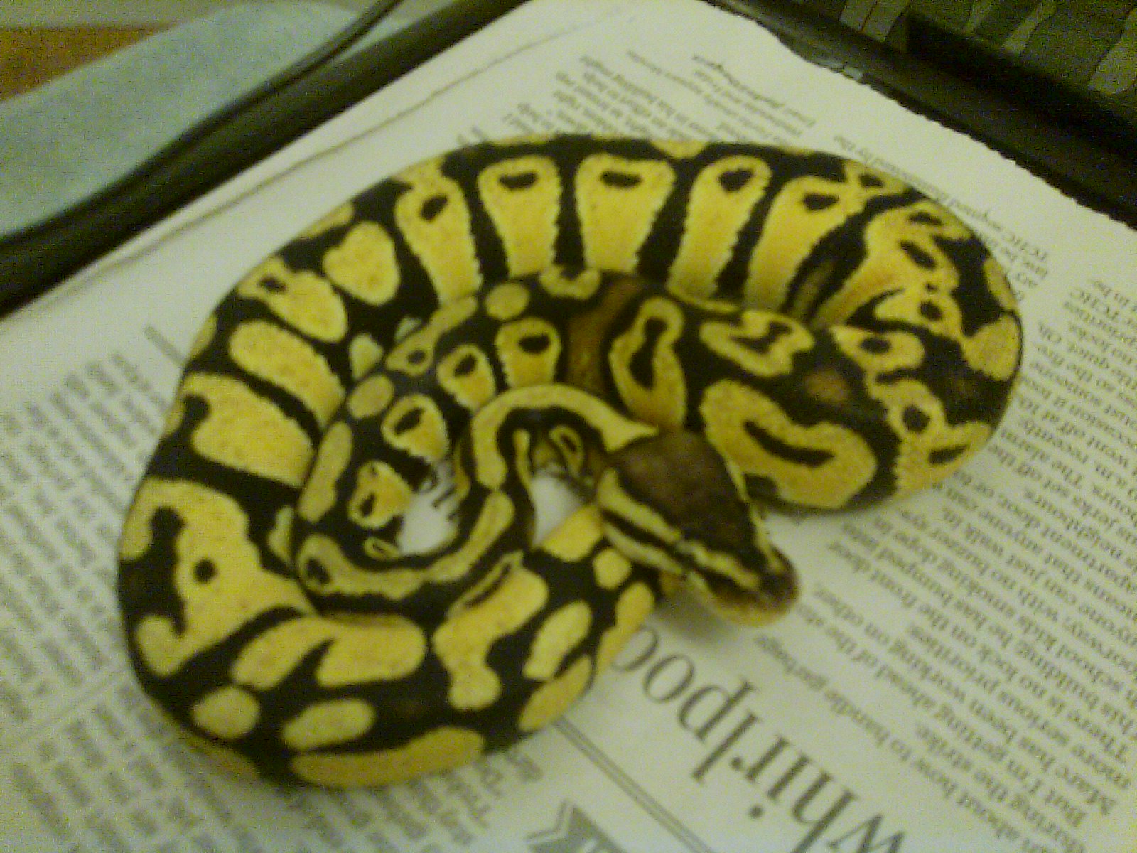 My first Snake