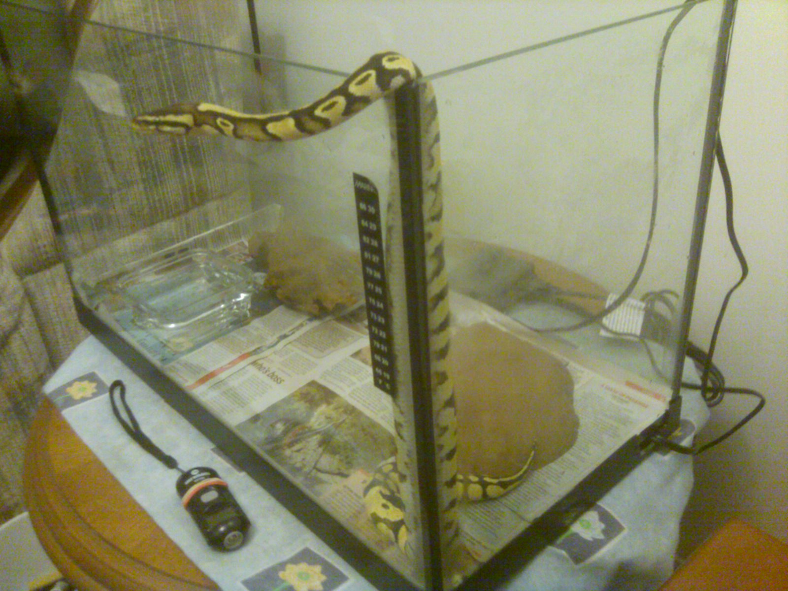 My first Snake