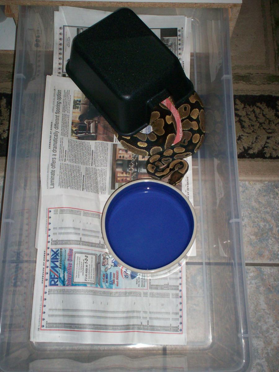 my 0.1 ball pythons tub