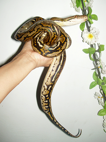 Czarina's Pets
