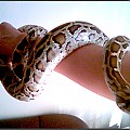 Czarina's Pets