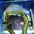 BALL PYTHON COLLECTION