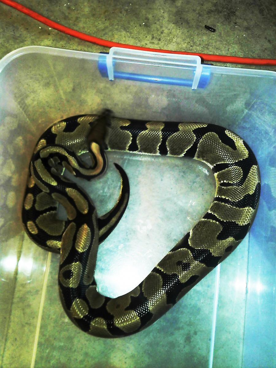 BALL PYTHON COLLECTION