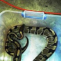 BALL PYTHON COLLECTION
