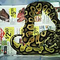 BALL PYTHON COLLECTION