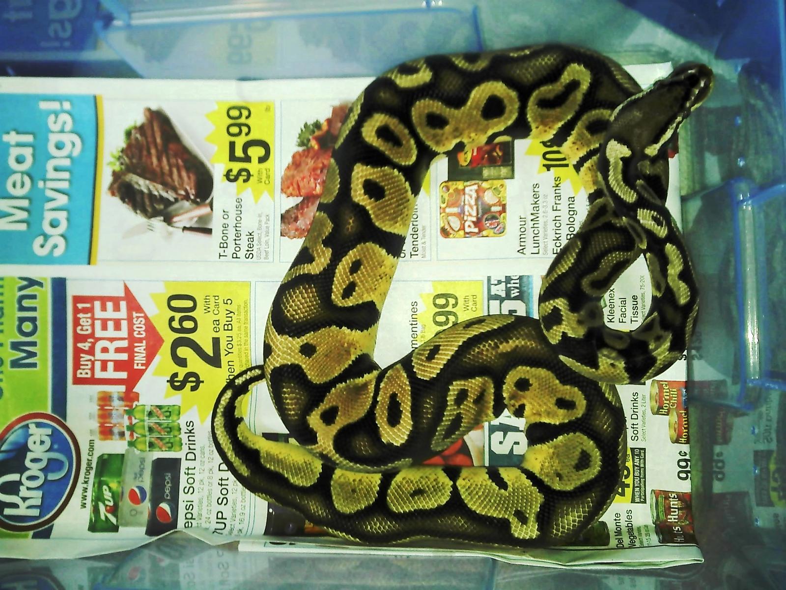 BALL PYTHON COLLECTION