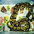 BALL PYTHON COLLECTION