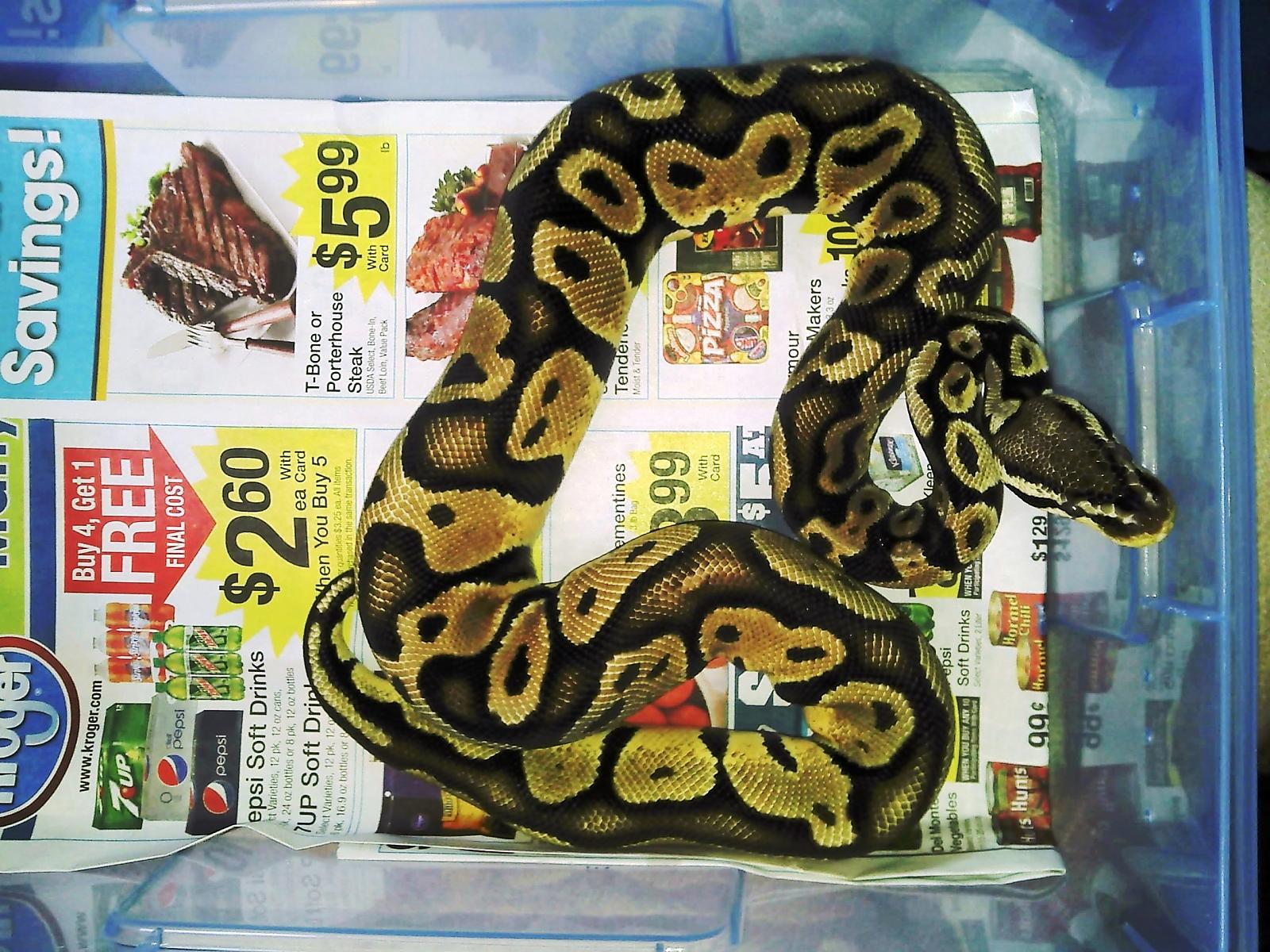 BALL PYTHON COLLECTION