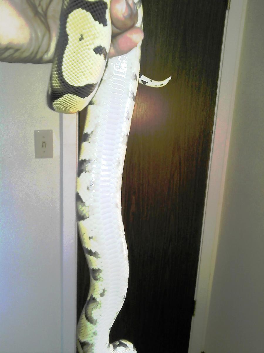 BALL PYTHON COLLECTION