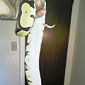 BALL PYTHON COLLECTION
