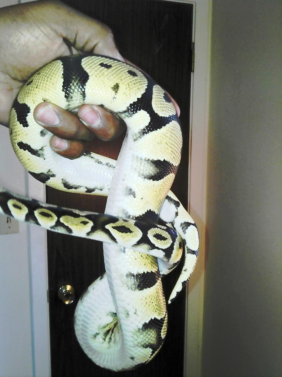 BALL PYTHON COLLECTION