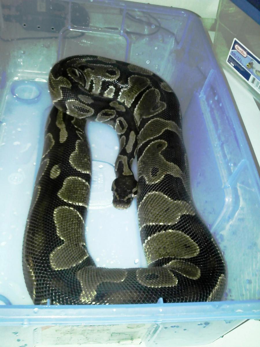 BALL PYTHON COLLECTION