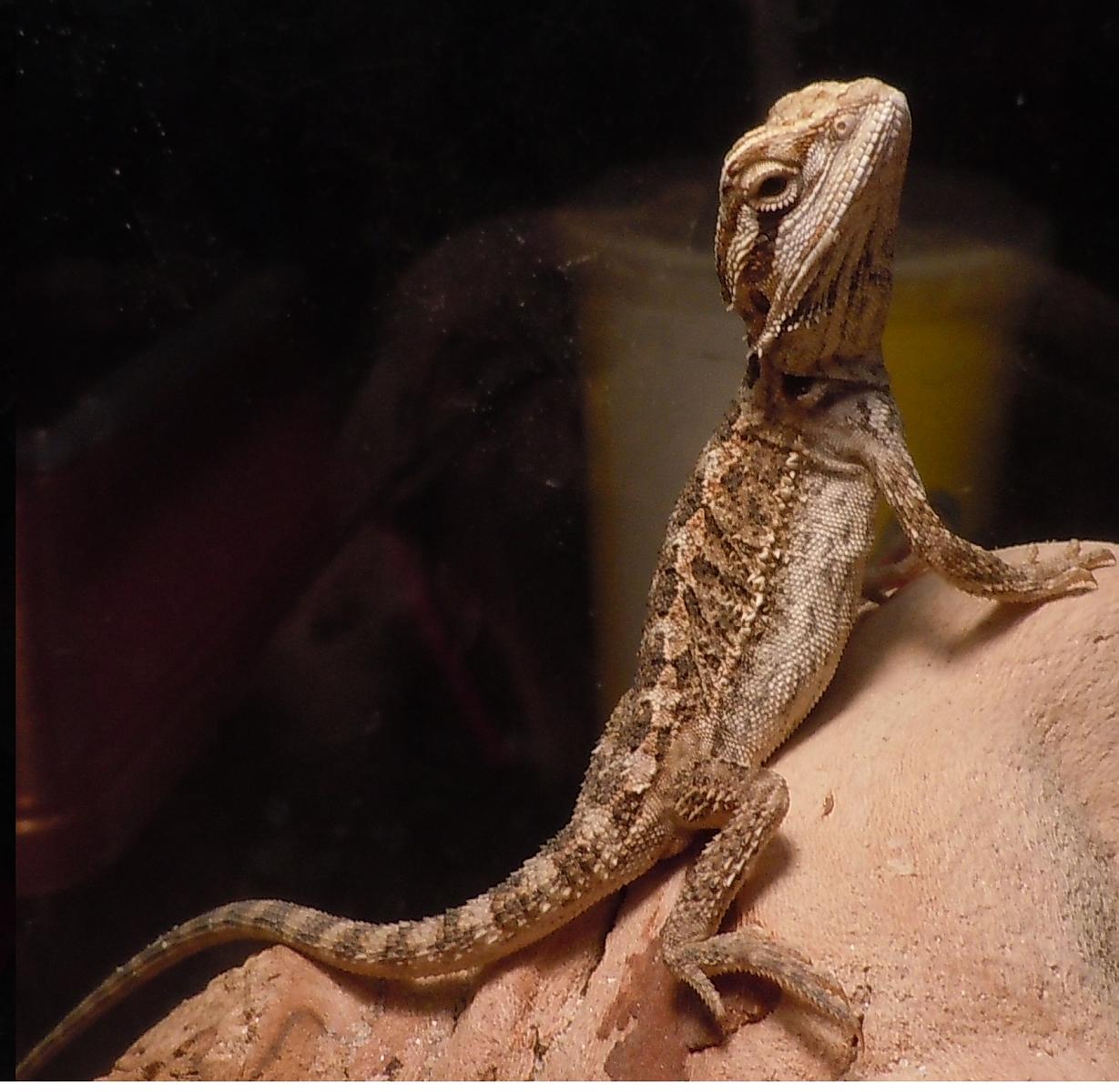 Uther- The tiny Bearded Dragon :)