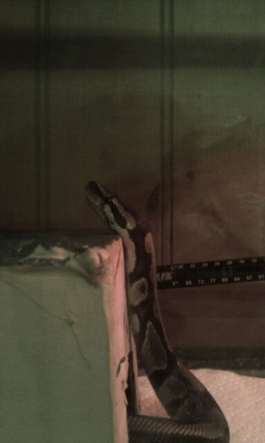 My scaly baby ^.^