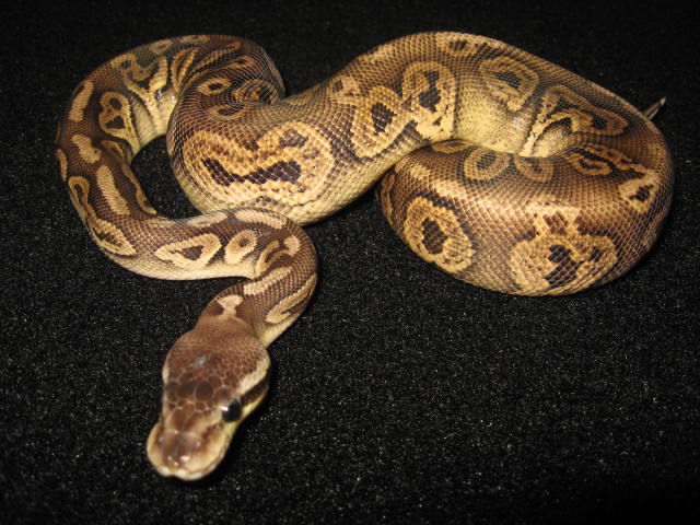 Ball pythons on mine