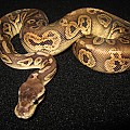 Ball pythons on mine