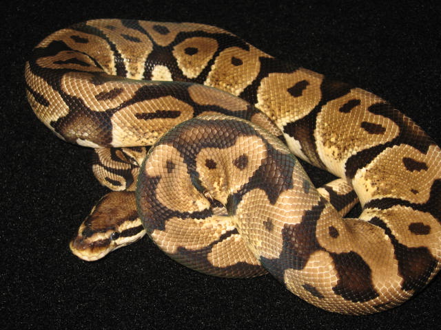 Ball pythons on mine