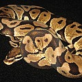 Ball pythons on mine