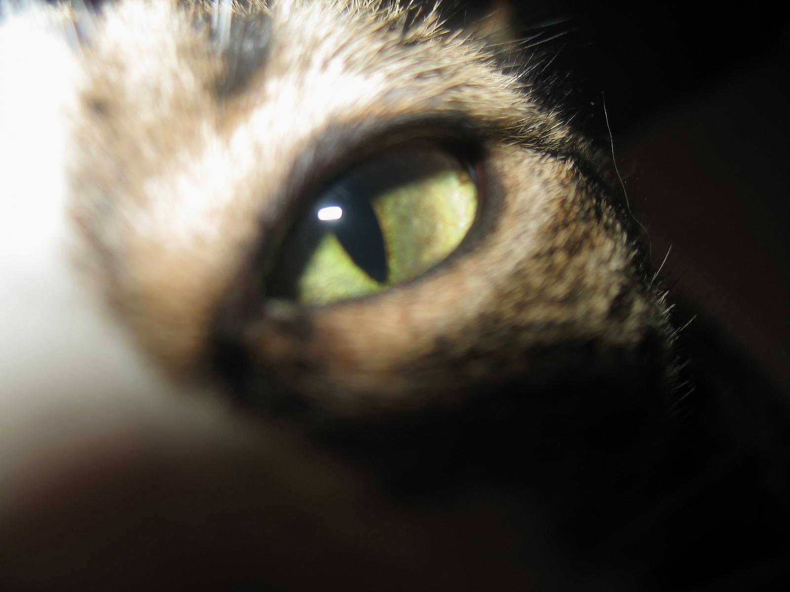 Jasper