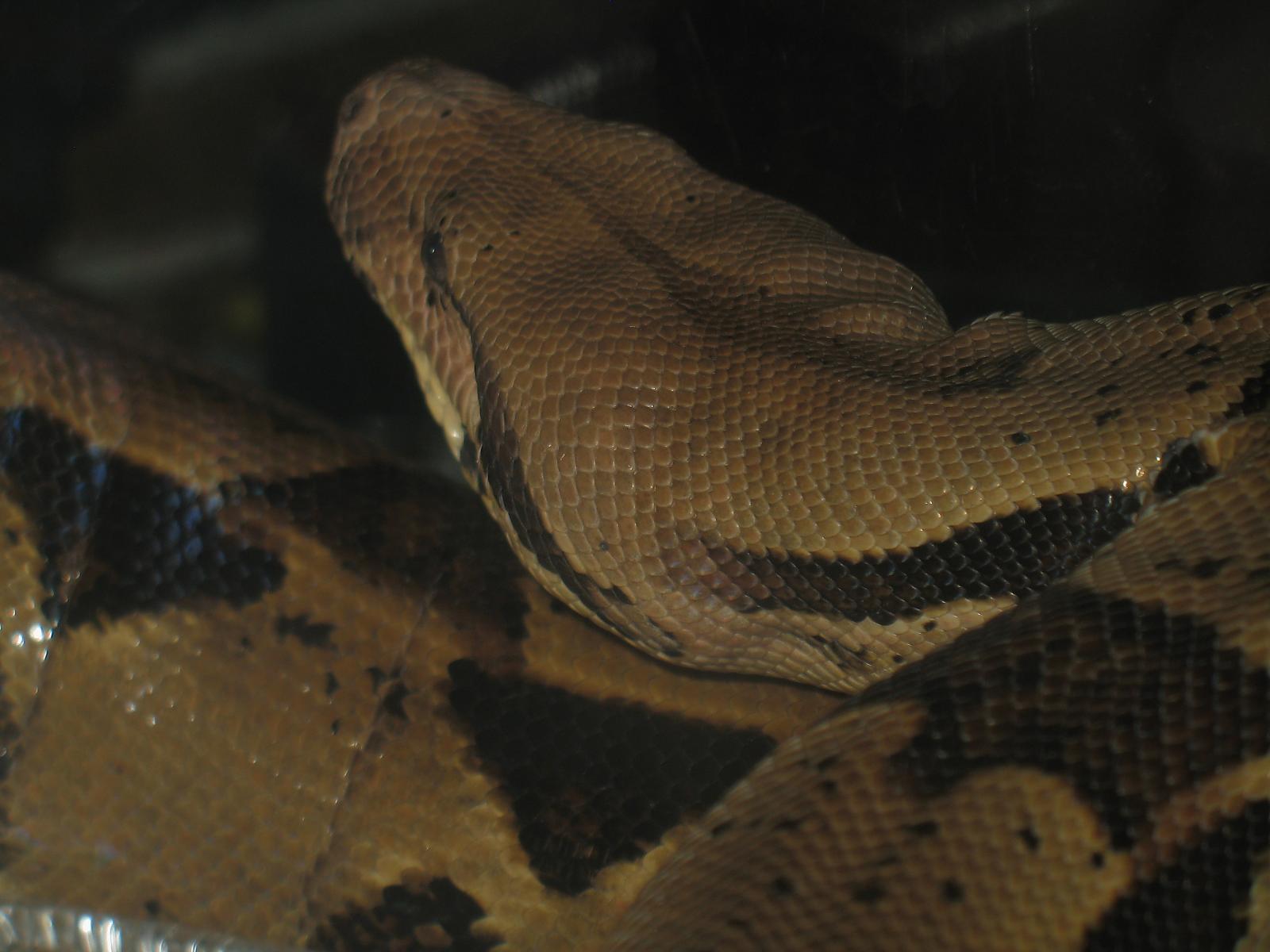 Boa Constrictor Imperator