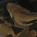 Boa Constrictor Imperator