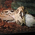 Constriction