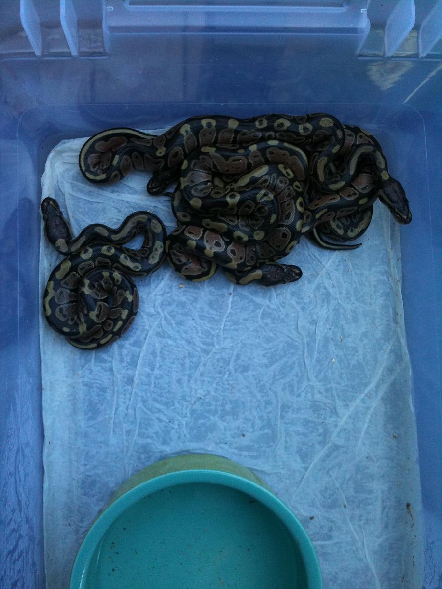 Hatchlings