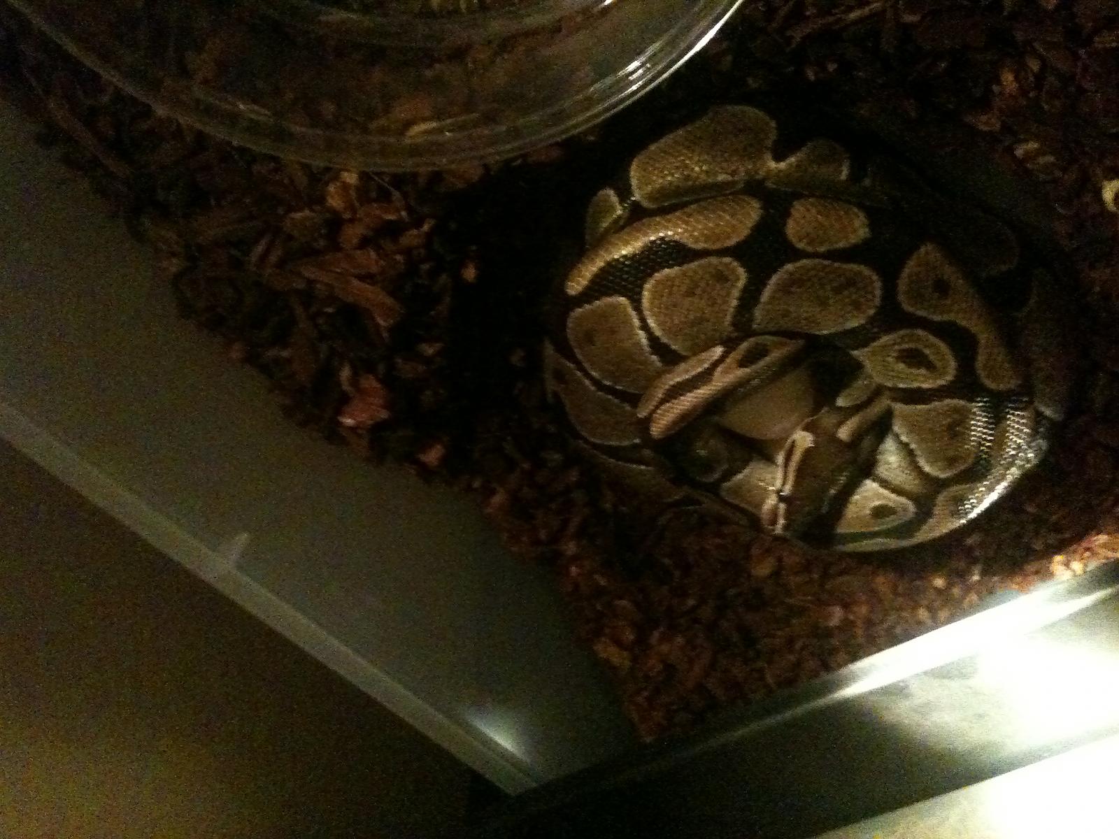 7 egg clutch